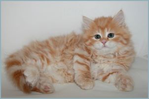 Female Siberian Kitten from Deedlebug Siberians